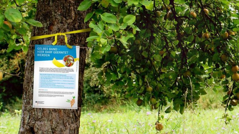 Obstbaum-Besitzer aufgepasst: Aktion Gelbes Band!
